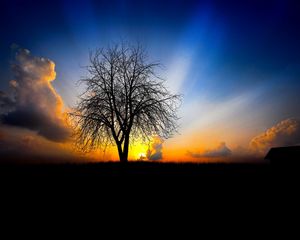 Preview wallpaper tree, evening, decline, light, beams