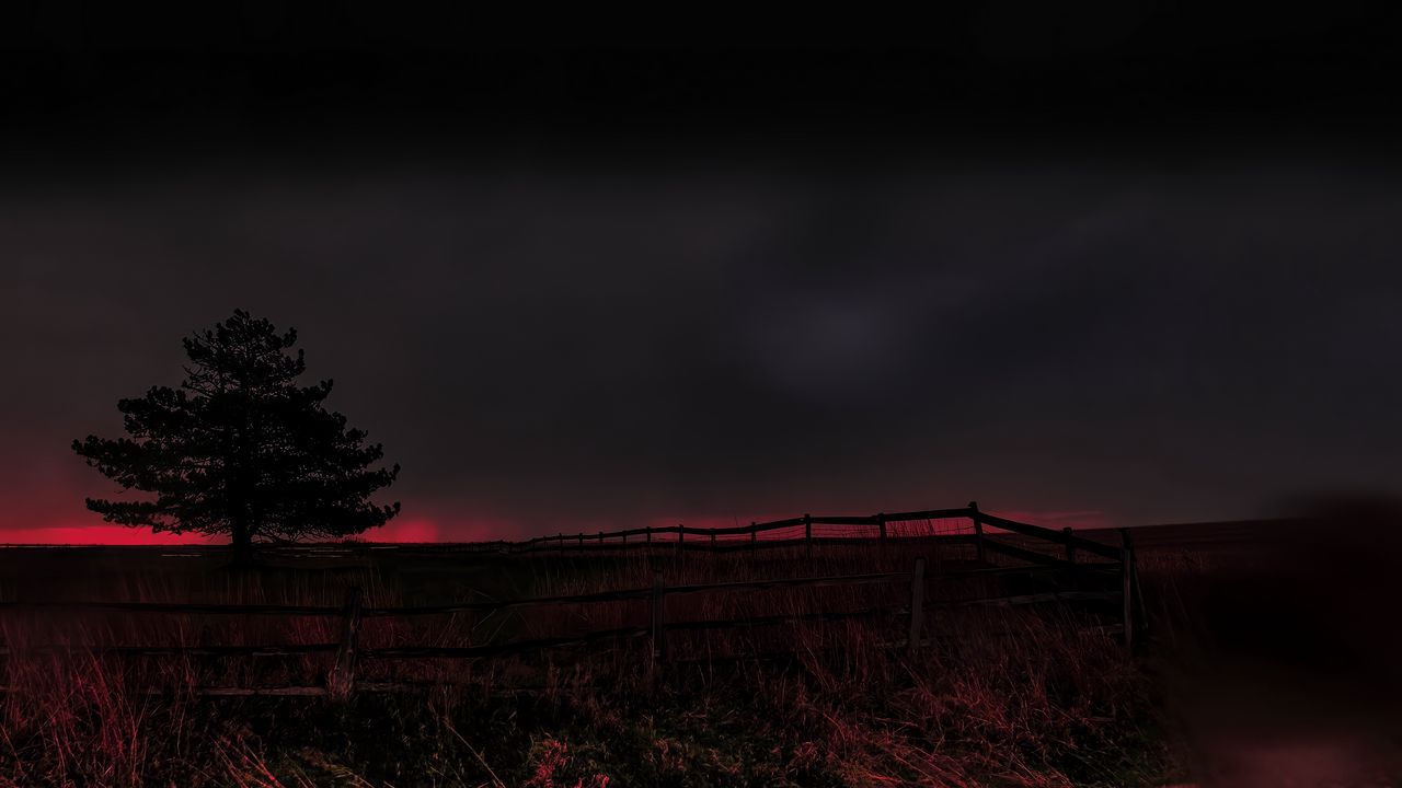 Wallpaper tree, evening, field, silhouette, dark