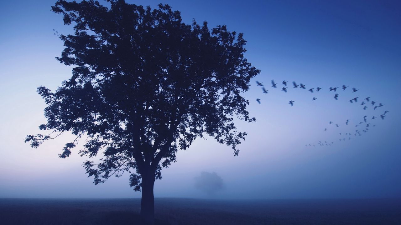 Wallpaper tree, evening, lonely, birds, wedge, sky, dark blue, shades