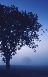 Preview wallpaper tree, evening, lonely, birds, wedge, sky, dark blue, shades