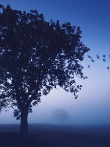 Preview wallpaper tree, evening, lonely, birds, wedge, sky, dark blue, shades