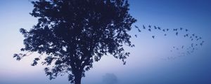 Preview wallpaper tree, evening, lonely, birds, wedge, sky, dark blue, shades