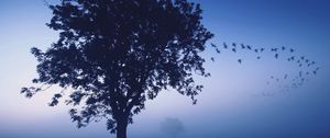 Preview wallpaper tree, evening, lonely, birds, wedge, sky, dark blue, shades