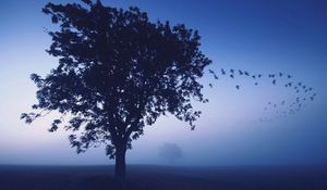 Preview wallpaper tree, evening, lonely, birds, wedge, sky, dark blue, shades