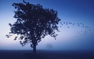 Preview wallpaper tree, evening, lonely, birds, wedge, sky, dark blue, shades