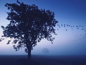 Preview wallpaper tree, evening, lonely, birds, wedge, sky, dark blue, shades