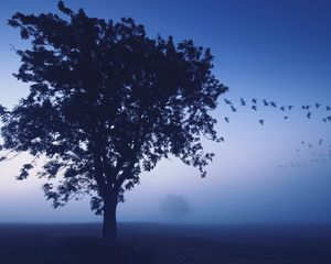 Preview wallpaper tree, evening, lonely, birds, wedge, sky, dark blue, shades