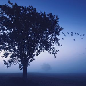 Preview wallpaper tree, evening, lonely, birds, wedge, sky, dark blue, shades