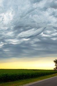 Preview wallpaper tree, evening, road, intersection, field, clouds, air