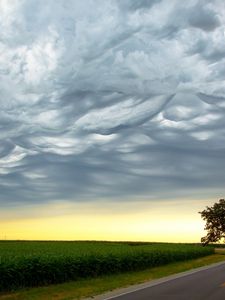 Preview wallpaper tree, evening, road, intersection, field, clouds, air