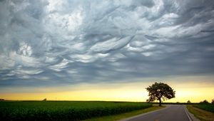 Preview wallpaper tree, evening, road, intersection, field, clouds, air