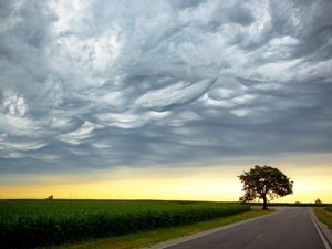 Preview wallpaper tree, evening, road, intersection, field, clouds, air