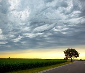 Preview wallpaper tree, evening, road, intersection, field, clouds, air