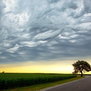 Preview wallpaper tree, evening, road, intersection, field, clouds, air