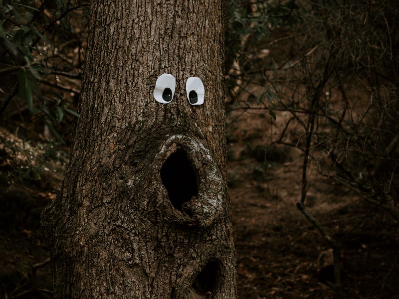 Download wallpaper 800x600 tree, eyes, trunk, bark, funny, humor pocket pc,  pda hd background