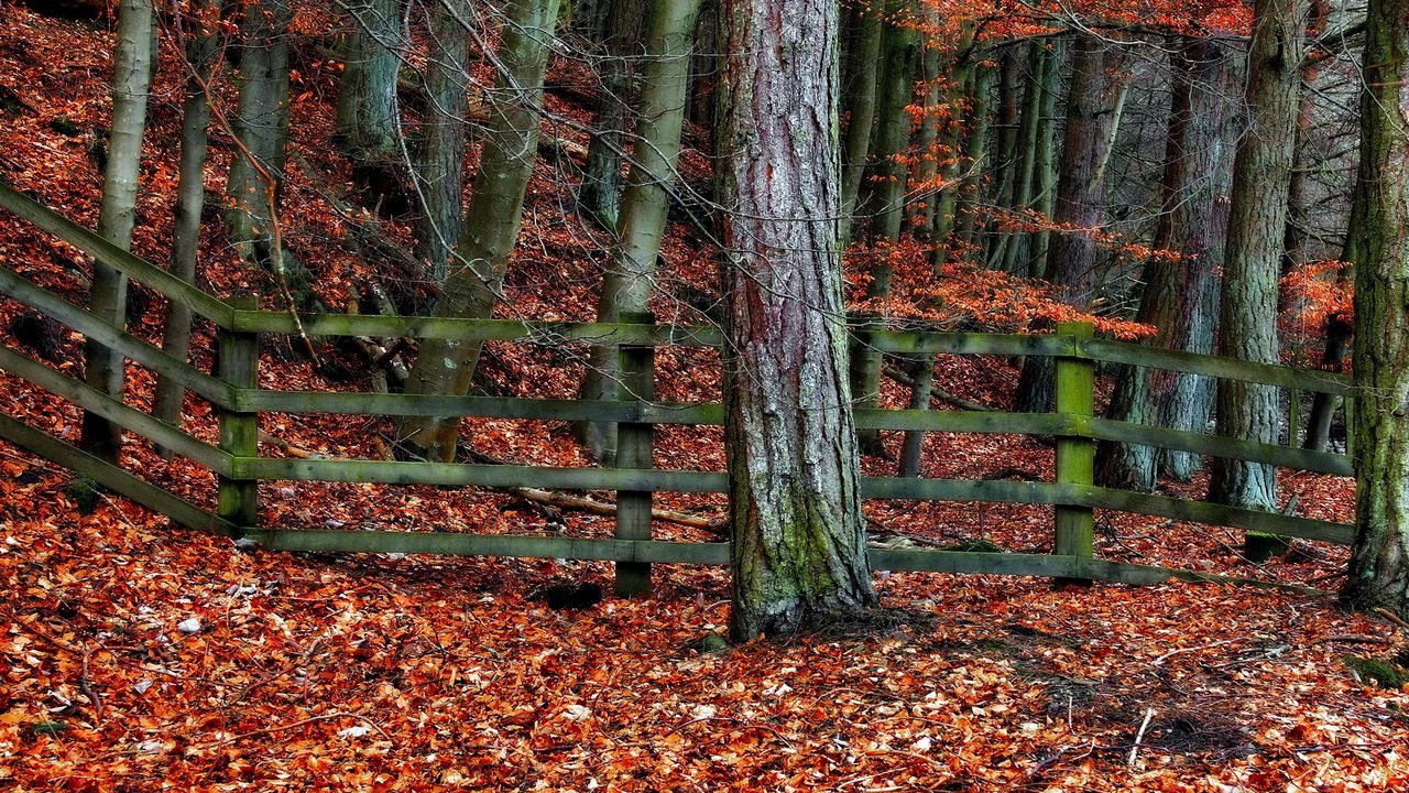 Wallpaper tree, fence, autumn, leaves, trees, protection, gray, orange