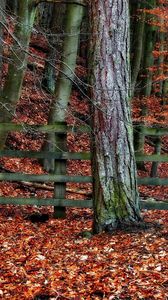 Preview wallpaper tree, fence, autumn, leaves, trees, protection, gray, orange