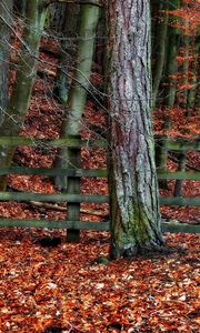Preview wallpaper tree, fence, autumn, leaves, trees, protection, gray, orange