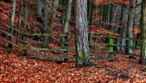 Preview wallpaper tree, fence, autumn, leaves, trees, protection, gray, orange