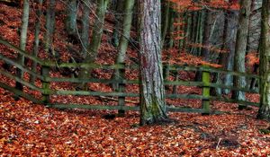 Preview wallpaper tree, fence, autumn, leaves, trees, protection, gray, orange