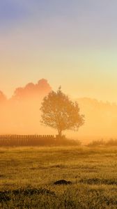 Preview wallpaper tree, fence, grass, sun