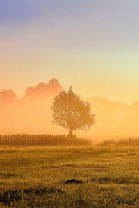 Preview wallpaper tree, fence, grass, sun