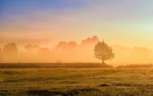 Preview wallpaper tree, fence, grass, sun