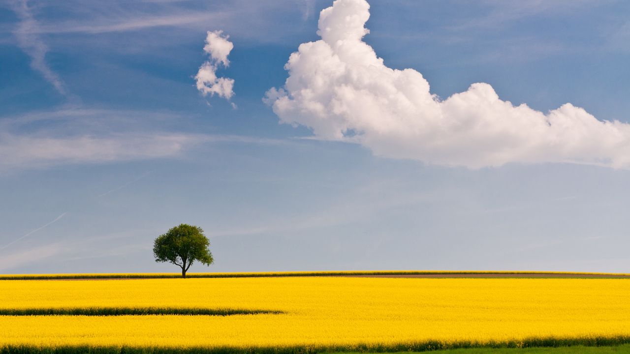 Wallpaper tree, field, cloud, yellow, green, sky, lonely, simplicity