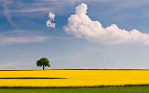 Preview wallpaper tree, field, cloud, yellow, green, sky, lonely, simplicity