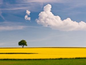 Preview wallpaper tree, field, cloud, yellow, green, sky, lonely, simplicity
