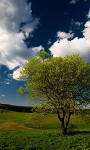 Preview wallpaper tree, field, clouds, sky, meadow, grass