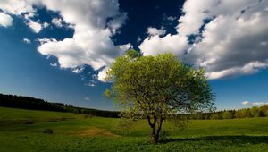 Preview wallpaper tree, field, clouds, sky, meadow, grass