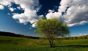 Preview wallpaper tree, field, clouds, sky, meadow, grass