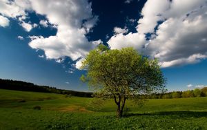 Preview wallpaper tree, field, clouds, sky, meadow, grass