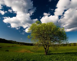 Preview wallpaper tree, field, clouds, sky, meadow, grass