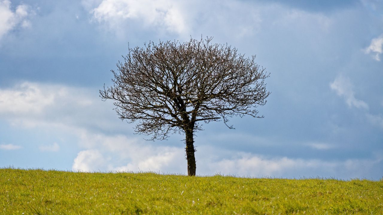 Wallpaper tree, field, clouds, nature