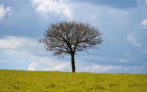 Preview wallpaper tree, field, clouds, nature