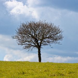 Preview wallpaper tree, field, clouds, nature