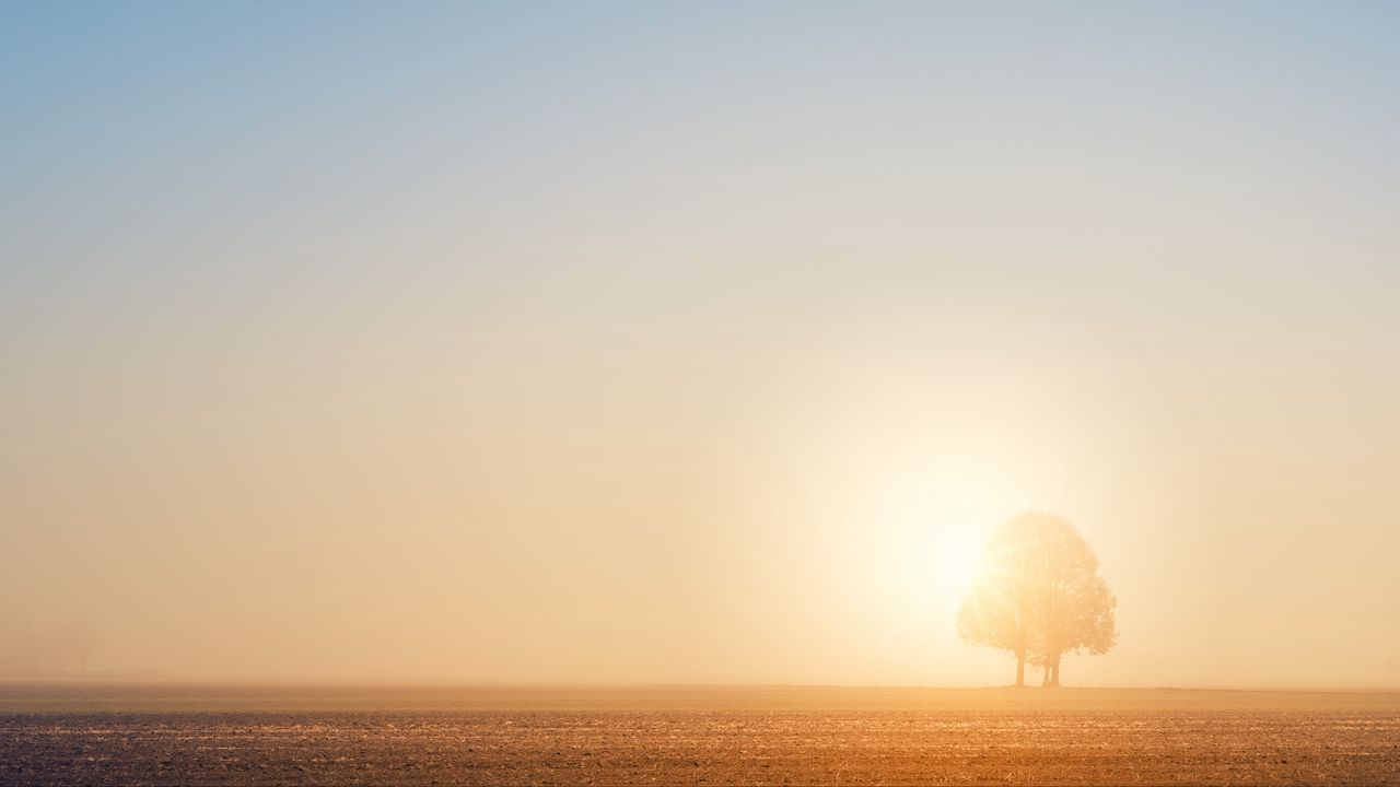 Wallpaper tree, field, dawn, sun, bright, sunlight