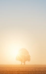 Preview wallpaper tree, field, dawn, sun, bright, sunlight