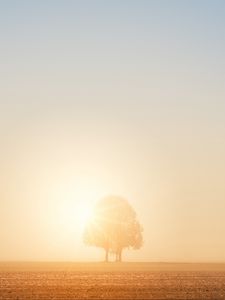 Preview wallpaper tree, field, dawn, sun, bright, sunlight