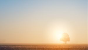 Preview wallpaper tree, field, dawn, sun, bright, sunlight