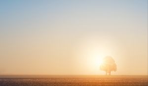 Preview wallpaper tree, field, dawn, sun, bright, sunlight