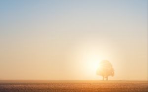 Preview wallpaper tree, field, dawn, sun, bright, sunlight