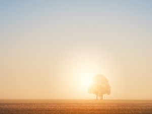 Preview wallpaper tree, field, dawn, sun, bright, sunlight