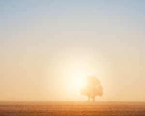 Preview wallpaper tree, field, dawn, sun, bright, sunlight