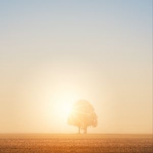 Preview wallpaper tree, field, dawn, sun, bright, sunlight