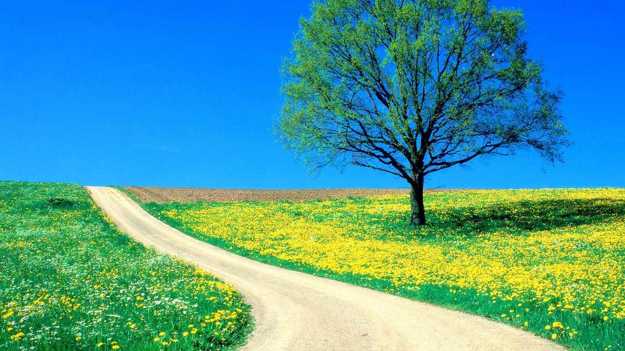 Wallpaper tree, field, flowers, dandelions, road