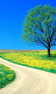 Preview wallpaper tree, field, flowers, dandelions, road