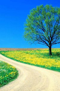 Preview wallpaper tree, field, flowers, dandelions, road